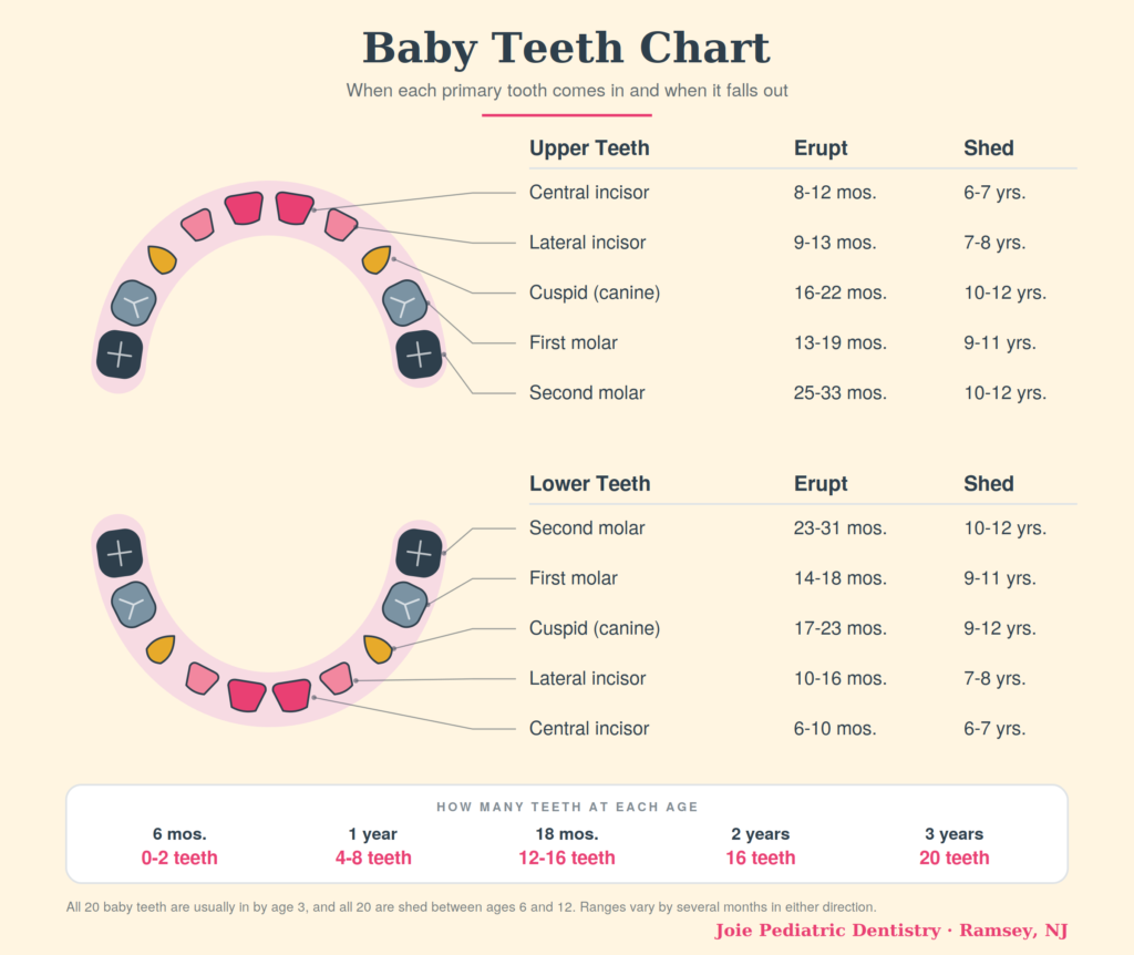 Baby Teeth Chart: Eruption & Loss Order Baby Teeth Chart from joie pediatric dentistry in ramsey new jersey north bergen county